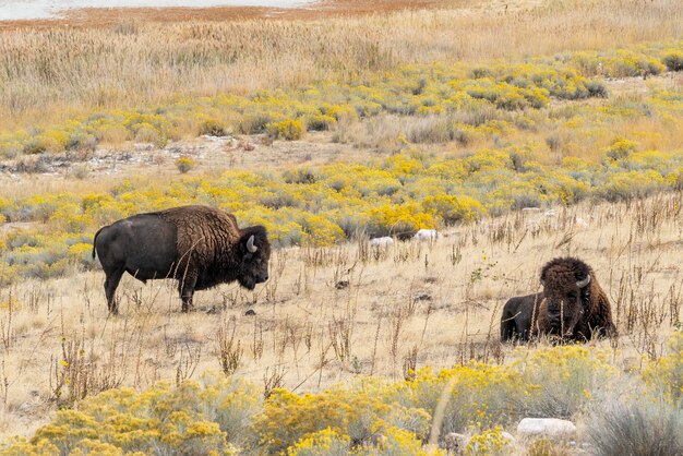 Hermosa vista de cerca de un bisonte de pie en medio del campo