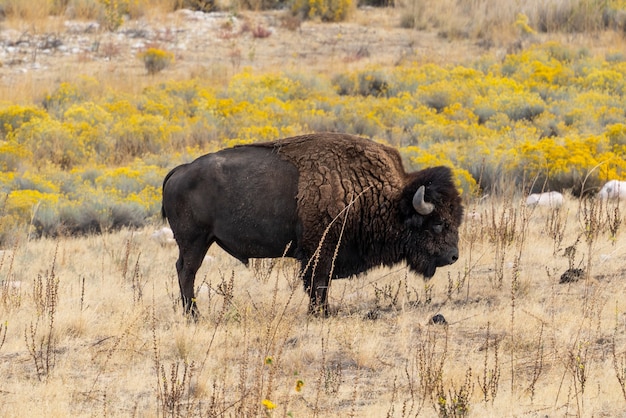 Hermosa vista de cerca de un bisonte de pie en medio del campo