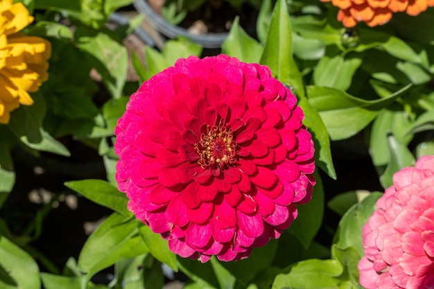 Foto hermosa vista de cerca de flor rosa zinnia