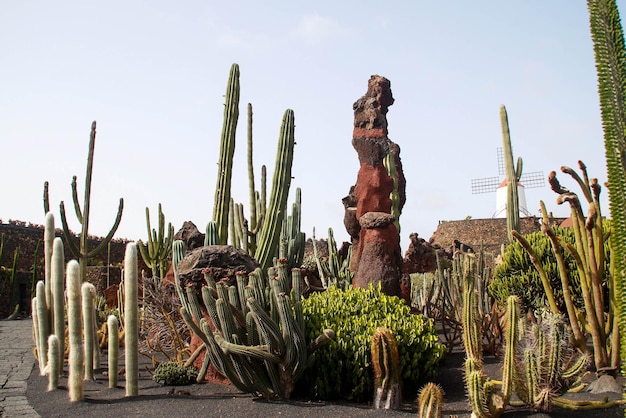 Hermosa vista de cerca del jardín de cactus en Lanzarote