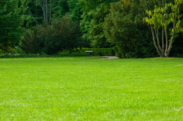 Hermosa vista del césped verde con césped recién cortado y árboles en el parque