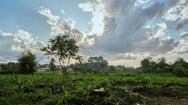 Hermosa vista del cielo en plantaciones de maíz recién plantadas