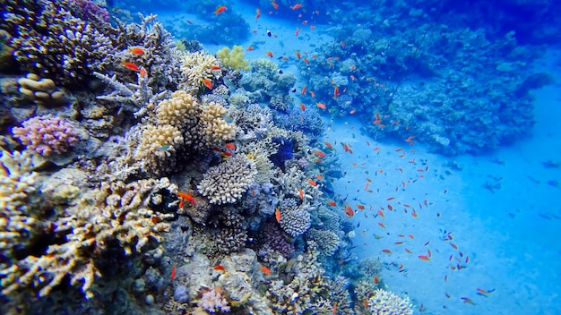 Una hermosa vista del coral del mar rojo submarino cerca del cual nadan muchos peces rojos tropicales