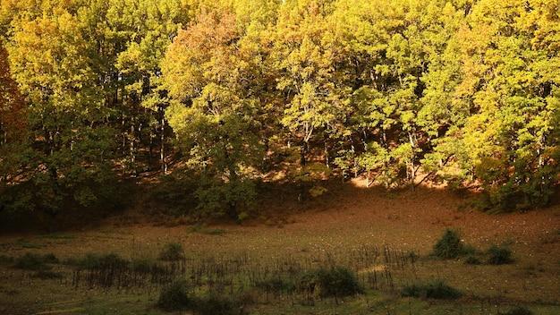 Foto una hermosa vista del dorado bosque de robles foloi durante el otoño en el suroeste de grecia