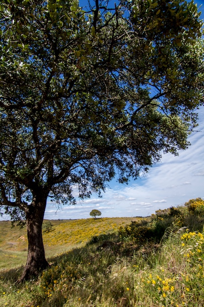 Hermosa vista de dos árboles en el campo rural.