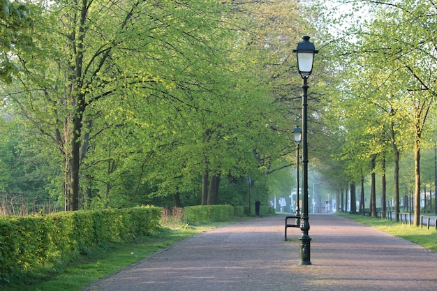 Una hermosa vista de una farola en un camino en el parque con árboles verdes frescos y un cielo claro