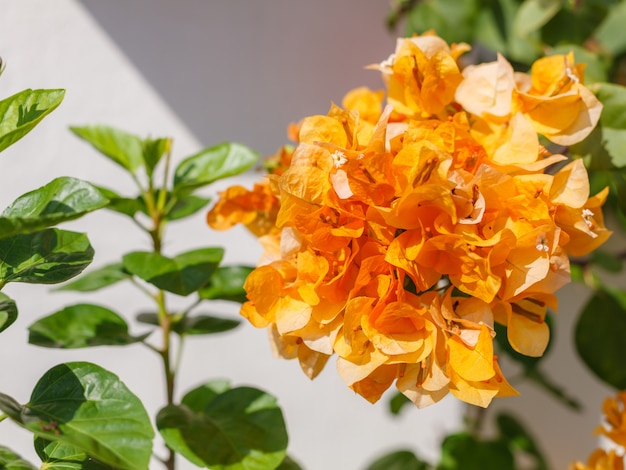 Hermosa vista de las flores de buganvilla doradas secas (espinosas flores ornamentales de vid)