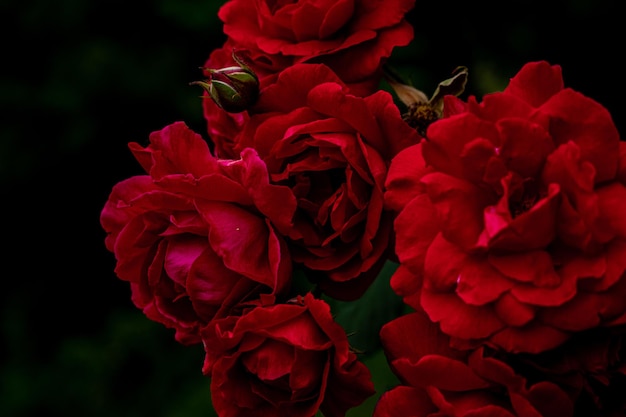 Hermosa vista de flores rojas y hojas que crecen en el jardín oscuro