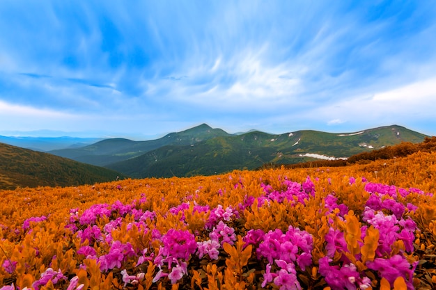 Hermosa vista de las flores rosadas de la rue del rododendro que florece en la ladera de la montaña con las colinas brumosas con la hierba verde y las montañas cárpatas en distancia con el cielo dramático de las nubes. Belleza del concepto de naturaleza.