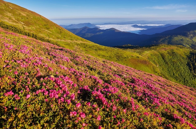 Hermosa vista de las flores rosadas de la rue del rododendro que florecen en la ladera de la montaña con colinas nubladas con hierba verde y montañas de los Cárpatos en la distancia con el cielo de nubes dramáticas