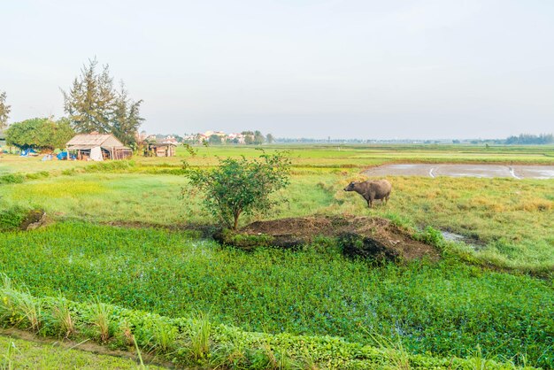 Una hermosa vista del granjero que trabaja en el campo de arroz en Hoi An Vietnam