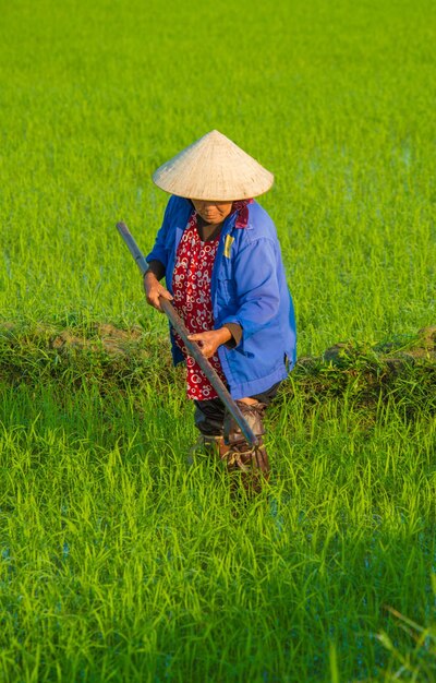 Una hermosa vista del granjero que trabaja en el campo de arroz en Hoi An Vietnam