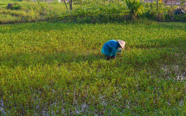 Una hermosa vista del granjero que trabaja en el campo de arroz en Hoi An Vietnam