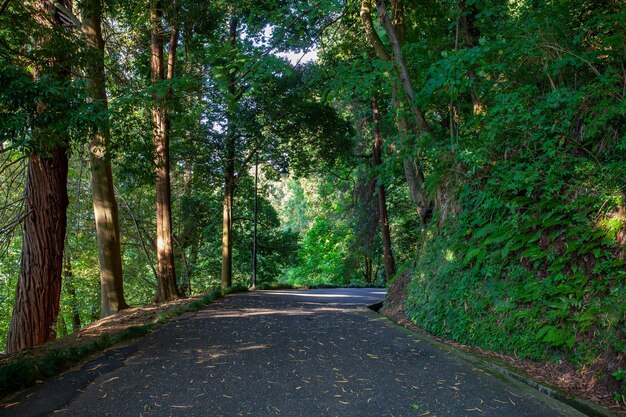 Hermosa vista del Jardín Botánico de Batumi se encuentra cerca de Batumi, región de Adjara de Georgia