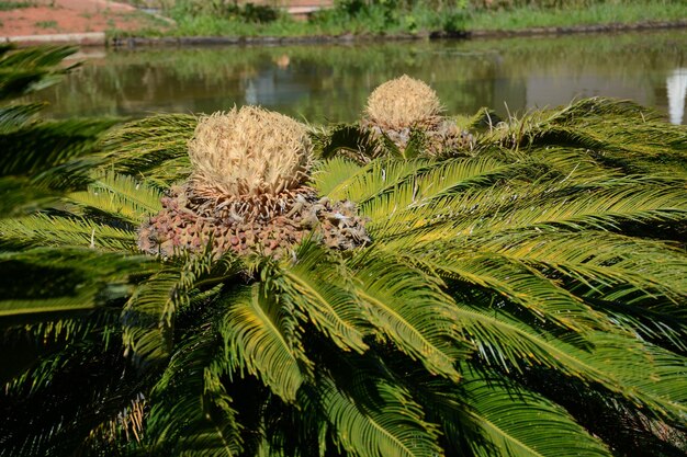 Una hermosa vista del jardín botánico ubicado en Brasilia Brasil