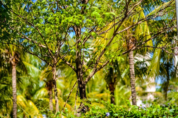 Una hermosa vista del jardín botánico ubicado en Brasilia Brasil