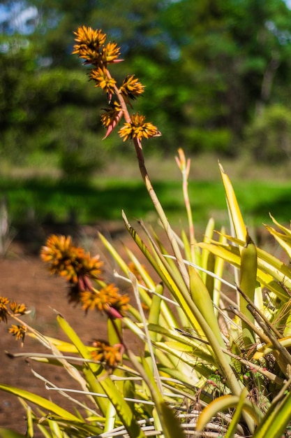 Una hermosa vista del jardín botánico ubicado en Brasilia Brasil