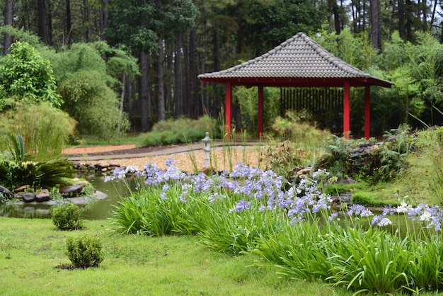 Una hermosa vista del jardín botánico ubicado en Brasilia Brasil