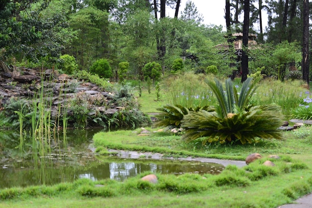 Una hermosa vista del jardín botánico ubicado en Brasilia Brasil