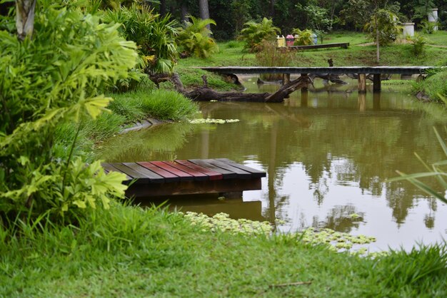 Una hermosa vista del jardín botánico ubicado en Brasilia Brasil