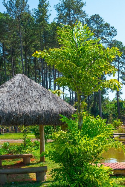 Una hermosa vista del Jardín Botánico ubicado en Brasilia Brasil