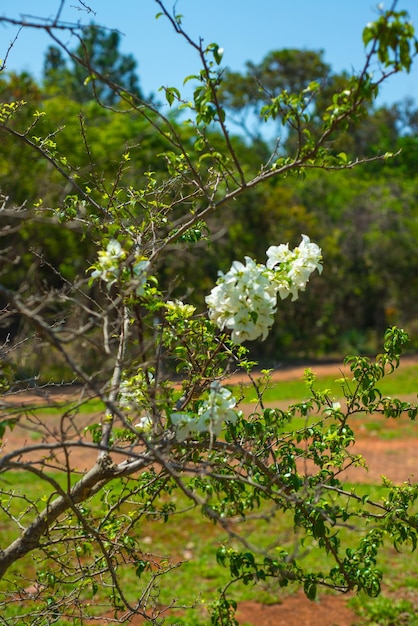 Una hermosa vista del Jardín Botánico ubicado en Brasilia Brasil