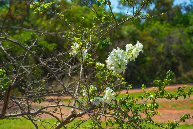 Una hermosa vista del Jardín Botánico ubicado en Brasilia Brasil