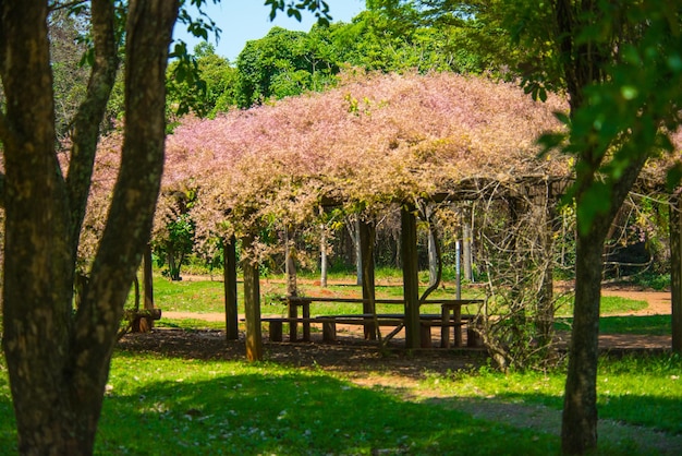 Una hermosa vista del jardín botánico ubicado en Brasilia Brasil