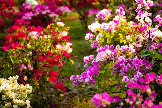 Foto una hermosa vista del jardín de flores en buddha park ubicado en vientiane laos