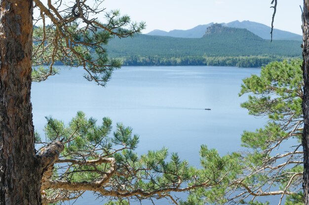 Hermosa vista del lago desde el pinarEn verano