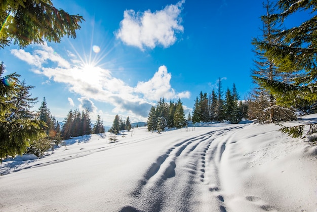 Hermosa vista de majestuosos abetos verdes que crecen en una colina en ventisqueros de invierno contra un cielo azul y nubes blancas