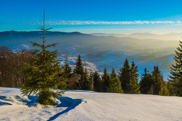 Hermosa vista de majestuosos abetos verdes