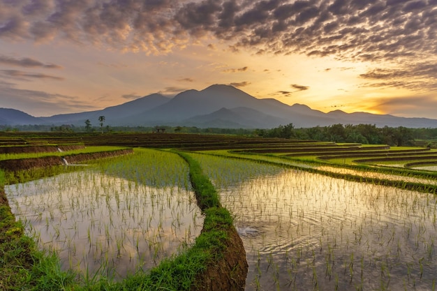 Hermosa vista de la mañana en los campos de arroz.