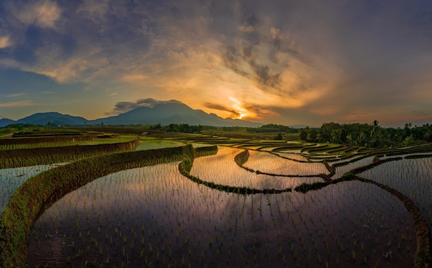 Hermosa vista por la mañana en los campos de arroz.