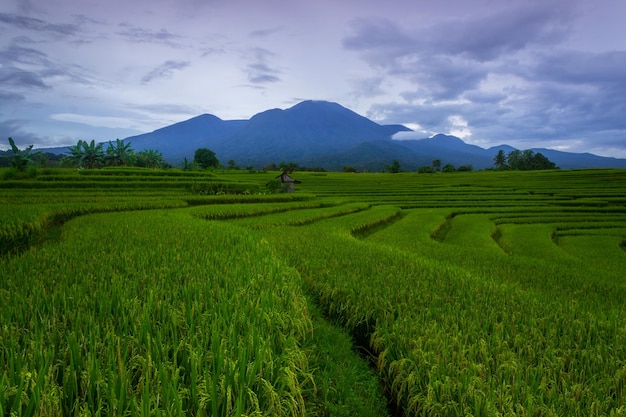 Hermosa vista de la mañana del paisaje indonesio en verdes campos de arroz y montañas