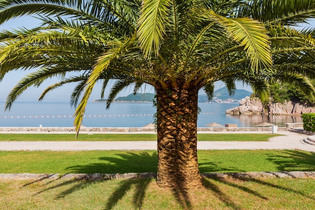 Una hermosa vista de la mañana del parque de verano con palmeras cerca de la playa de Milocer (Montenegro, Budva)