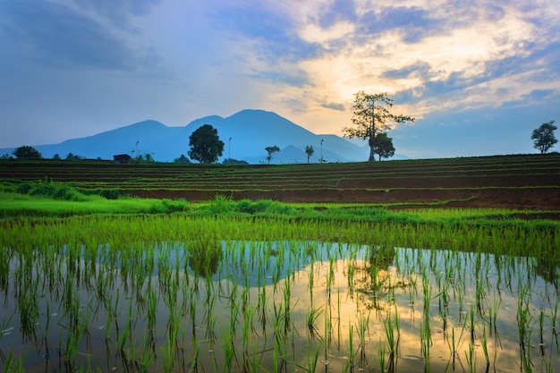 Hermosa vista matutina en Indonesia Campos de arroz panorámicos y agua que refleja el cielo del amanecer