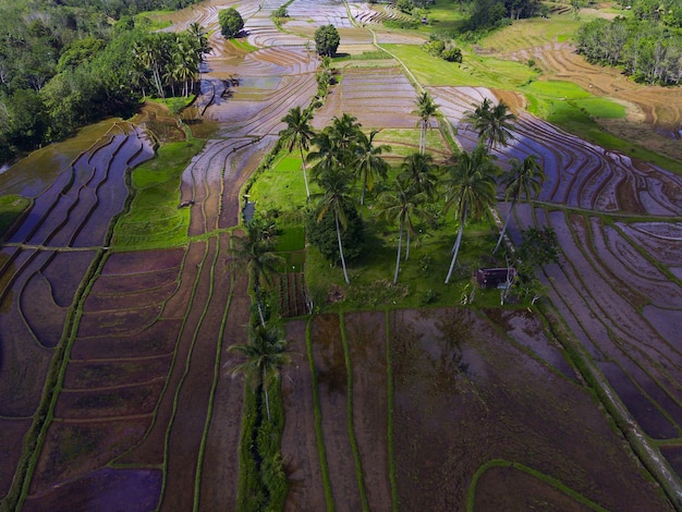 Hermosa vista matutina de Indonesia Foto aérea de hermosas terrazas de arroz durante el día