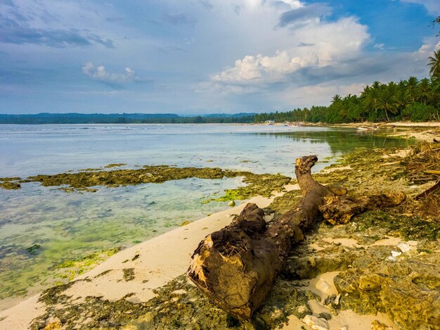 Foto hermosa vista matutina desde indonesia de montañas y bosques tropicales