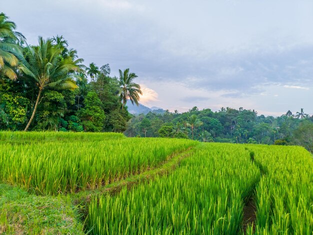 hermosa vista matutina desde Indonesia de montañas y bosques tropicales