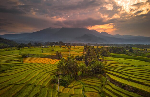 Hermosa vista matutina indonesia Panorama Paisaje arrozales con color de belleza y cielo natural