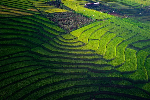 Hermosa vista matutina indonesia Panorama Paisaje arrozales con color de belleza y cielo natural