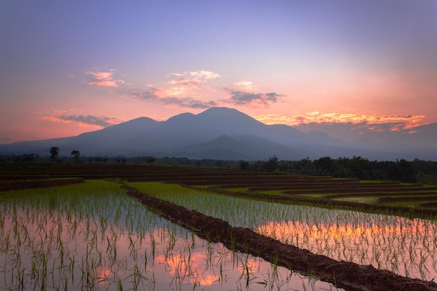 Hermosa vista matutina indonesia Panorama Paisaje arrozales con color de belleza y luz natural del cielo