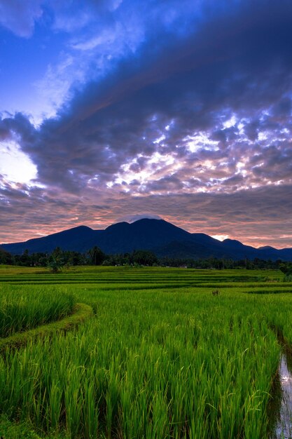 Hermosa vista matutina indonesia Panorama Paisaje arrozales con color de belleza y luz natural del cielo