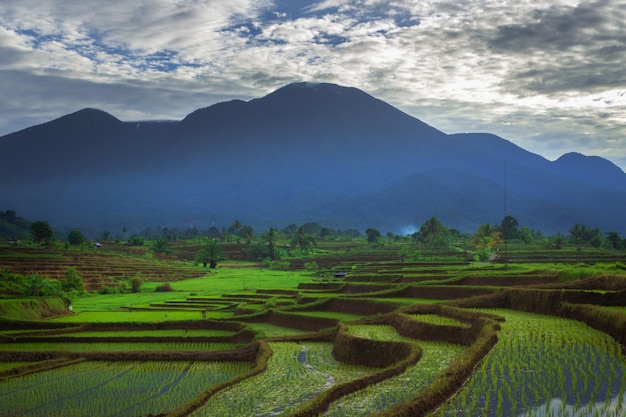 Hermosa vista matutina en Indonesia Vista panorámica de campos de arroz y montañas en una mañana nublada