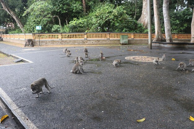 Una hermosa vista de Monkey Forest en Bali Indonesia