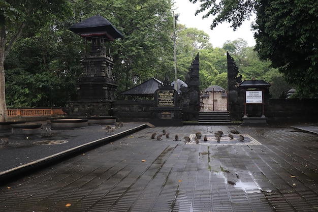 Una hermosa vista de Monkey Forest en Bali Indonesia