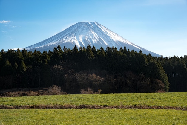 Hermosa vista del monte Fuji con un hermoso primer plano de pinos verdes Japón