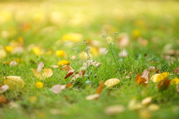 Hermosa vista de la naturaleza mini flor y hierba verde con hojas de color amarillo anaranjado sobre fondo verde borroso en el jardín con espacio de copia usando como concepto de portada de fondo