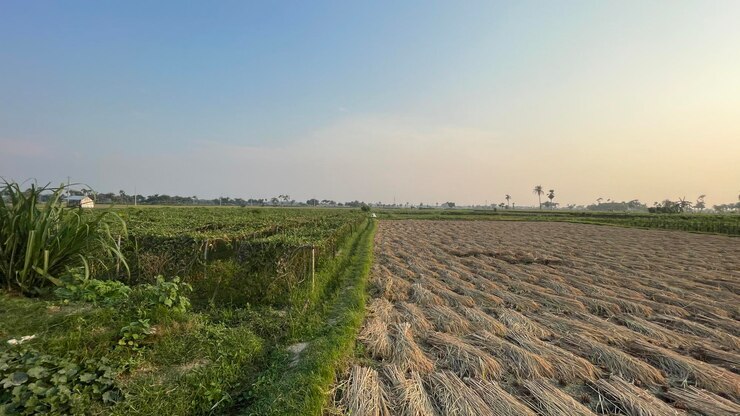 Hermosa vista de la naturaleza en los verdes campos de arroz en la tarde de otoño